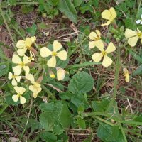 за городом . на лугу :: Елена Шаламова