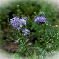 Фацелия пижмолистная :: Aleksandr .