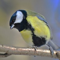 Синица большак :: Константин Анисимов Синица большак :: Константин Анисимов