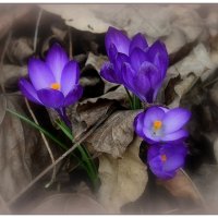 *** :: Aleksandr Gal