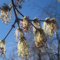 Весеннее :: Елена Семигина