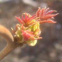 Пробуждение :: Елена Семигина