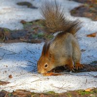 жажда... :: Andrey Bragin жажда... :: Andrey Bragin