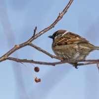 *** :: Виктор Иванович Чернюк