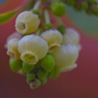 Голубика высокорослая :: Giant Tao /