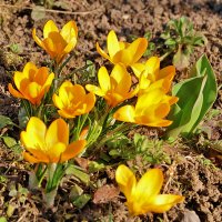 Весна идёт! :: Светлана Весна идёт! :: Светлана