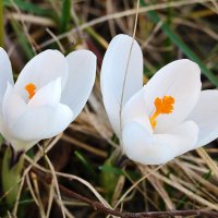 Сладкая парочка :: Светлана 