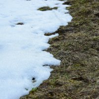 Весна загружается... :: Наталья Вязигина