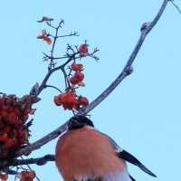Снегирь :: Галина Козлова 