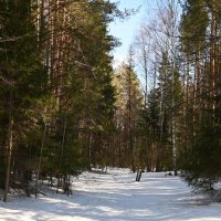 Тропа заметённая. :: ВикТор Быстров