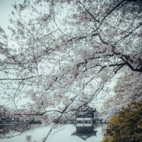 Сезон цветения вишни в Ханчжоу :: Дмитрий 