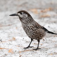 Кедровка :: Станислав С.