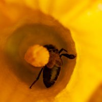 Жёлтые самые вкусные. :: Alexandr Gunin