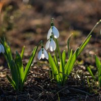 Мои подснежники :: Елена Ахромеева