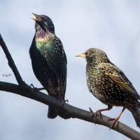 Пара скворцов :: Светлана Григорьева
