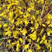 Солнечная форзиция :: Нина Бутко