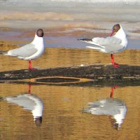 Озёрные чайки :: Андрей Снегерёв