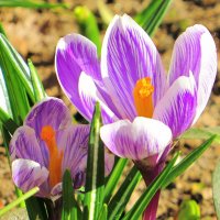 Нежные крокусы :: Андрей Снегерёв