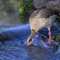 Нильский гусь :: Осень Нильский гусь :: Осень