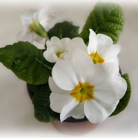 Примула :: Елена Сухорученкова Примула :: Елена Сухорученкова