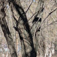 Дятел... :: Андрей Хлопонин