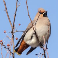 Свиристель :: Виктор Иванович Чернюк