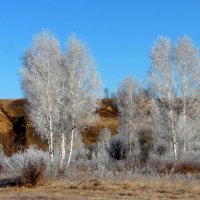 А берёзки все в нарядах , будто в шубках меховых. :: nadyasilyuk Вознюк