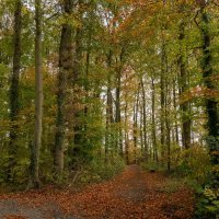 В ноябре... :: Николай Гирш В ноябре... :: Николай Гирш