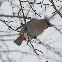 *** :: Любовь Сахарова