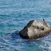 Баклан :: Олег Денисов