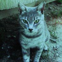 Соседский красавчик :: Людмила Смородинская