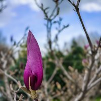 Будущее, спрятанное в лепестках :: Валерий Ткаченко