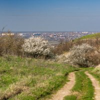 Весна набирает ход :: Игорь Сикорский Весна набирает ход :: Игорь Сикорский