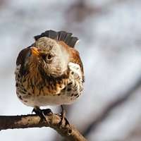 Дрозд-рябинник :: Лина 