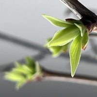 Ростки весны :: Дмитрий Радионов