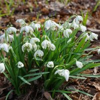 Белоцветник :: Ольга 