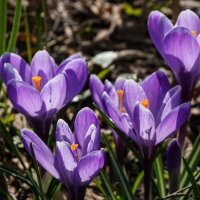 Крокусы в Аптекарском огороде :: Ольга 