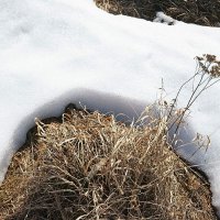 Весенний сюжет :: Сергей Курников