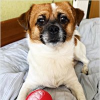 Яшенька. :: Валерия Комова Яшенька. :: Валерия Комова