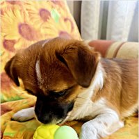 Яша и новая пищалка. :: Валерия Комова