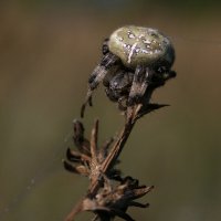 Замаскировался :: Владимир Гришин