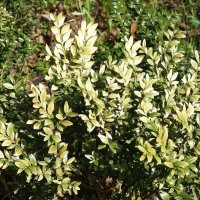 Март, ландшафтный парк, Калининград :: Рита Симонова Март, ландшафтный парк, Калининград :: Рита Симонова