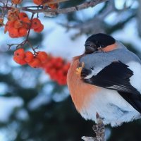 В морозный день :: Галина Козлова 