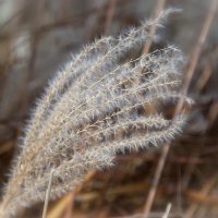 Мискантус китайский. :: Лилия *