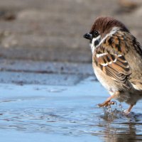 Холодная водичка... :: Владимир Безбородов Холодная водичка... :: Владимир Безбородов