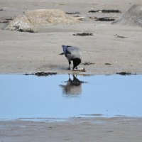 **** :: ИННА ПОРОХОВА