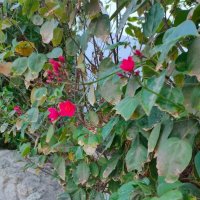 Египет. Цветы на камнях :: Ирэн 