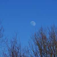 Днем луна не менее прекрасна. :: Наталья Вязигина