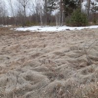 Дела весенние :: Галина Минчук Дела весенние :: Галина Минчук