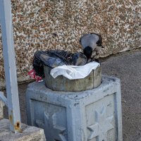 Что там, интересненького? :: Ирина Соловьёва